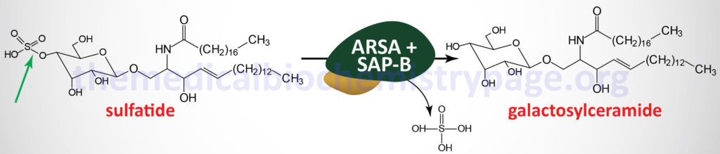 Reaction catalyzed by arylsulfatase A and SAP-B