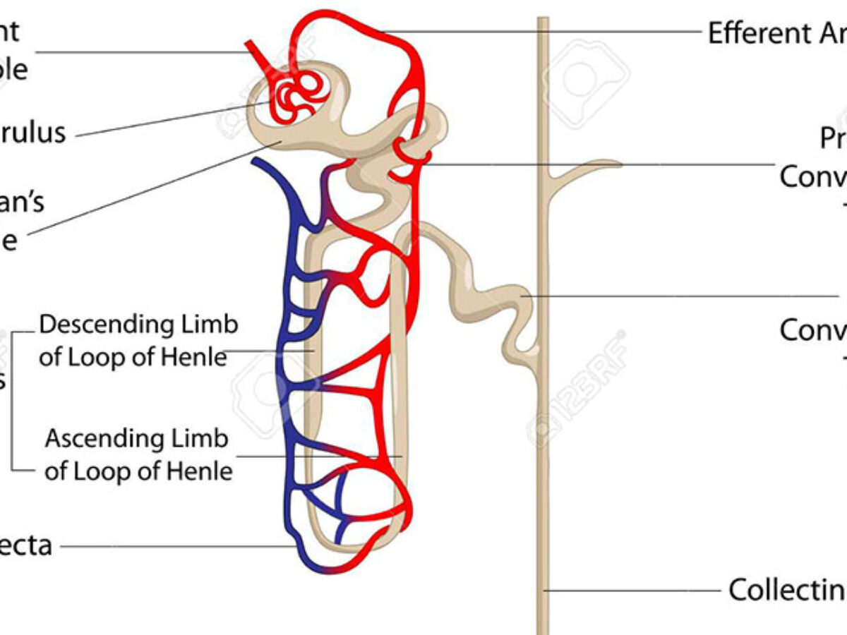 35 Nephron Loop Diagram BarnabasCamryn