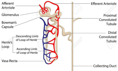 Renal Transporters: Biochemistry, Physiology, Pharmacology, Pathology ...