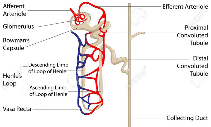 Proximal convoluted tubule