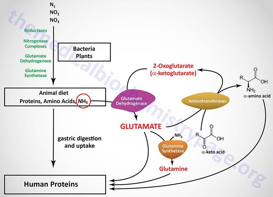 nitrogen distribution from the biosphere to human proteins