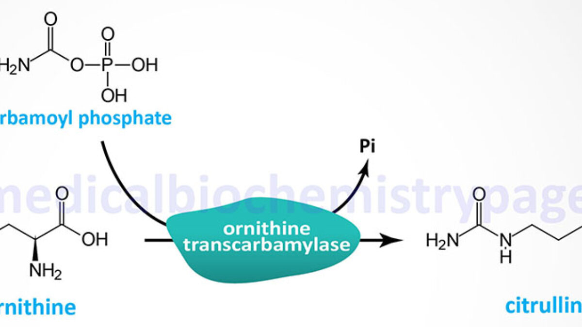 Ornithine Transcarbamylase (OTC) Deficiency - The Medical Biochemistry Page, image size:1200x675