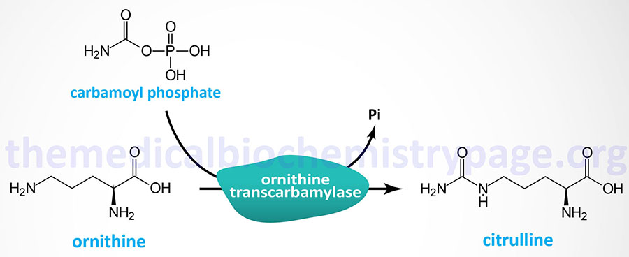 Ornithine Transcarbamylase (OTC) Deficiency
