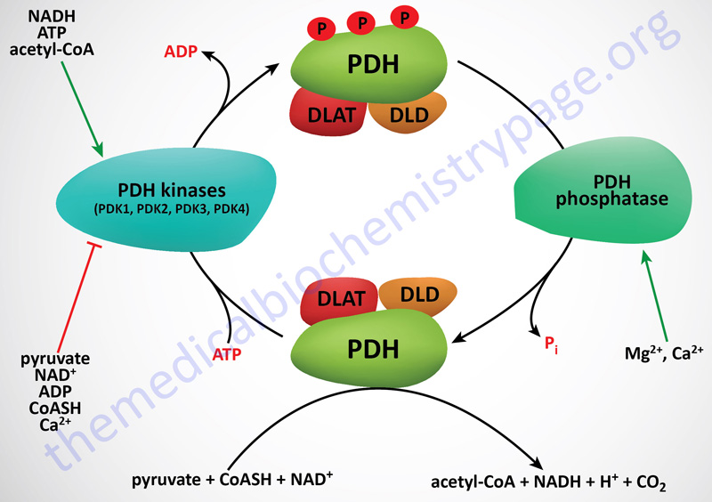 regulation of the pyruvate dehydrgenase complex (PDHc)