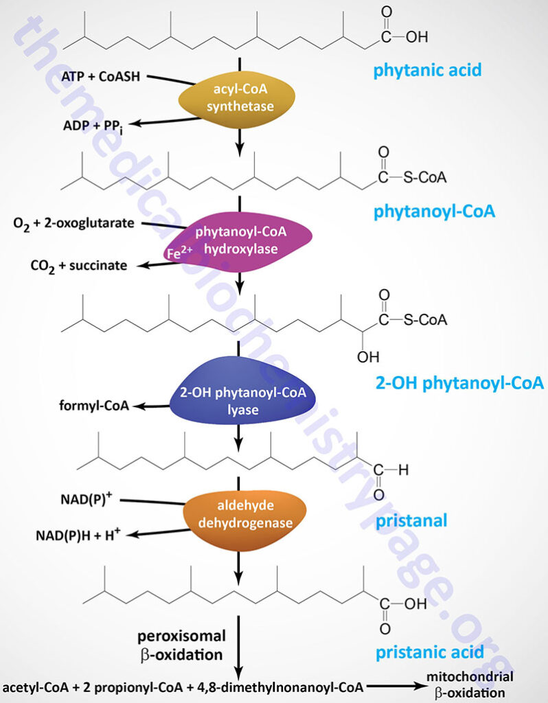 phytanic acid oxidation