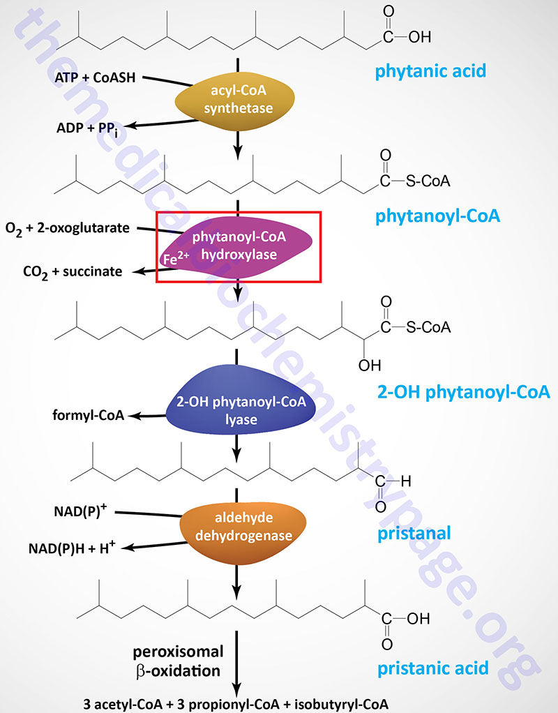 phytanic acid oxidation pathway