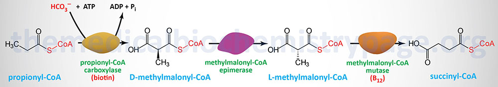 reactions of the conversion of propionyl-CoA to succinyl-CoA