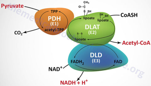 Pyruvate Dehydrogenase Complex Deficiencies The Medical Biochemistry Page