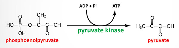 pyruvate kinase reaction