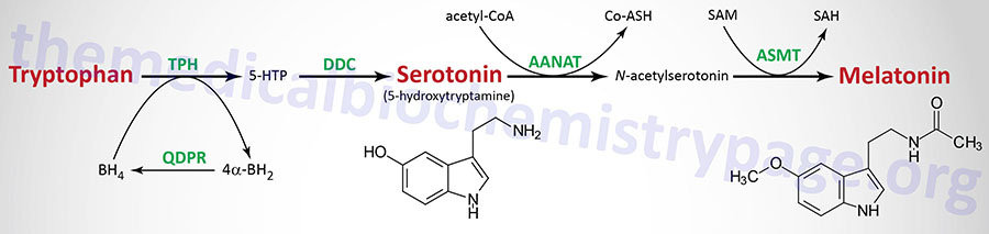 pathway of serotonin and melatonin synthesis
