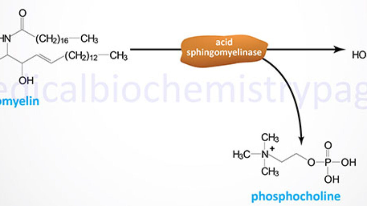 Niemann-Pick Diseases - The Medical Biochemistry Page