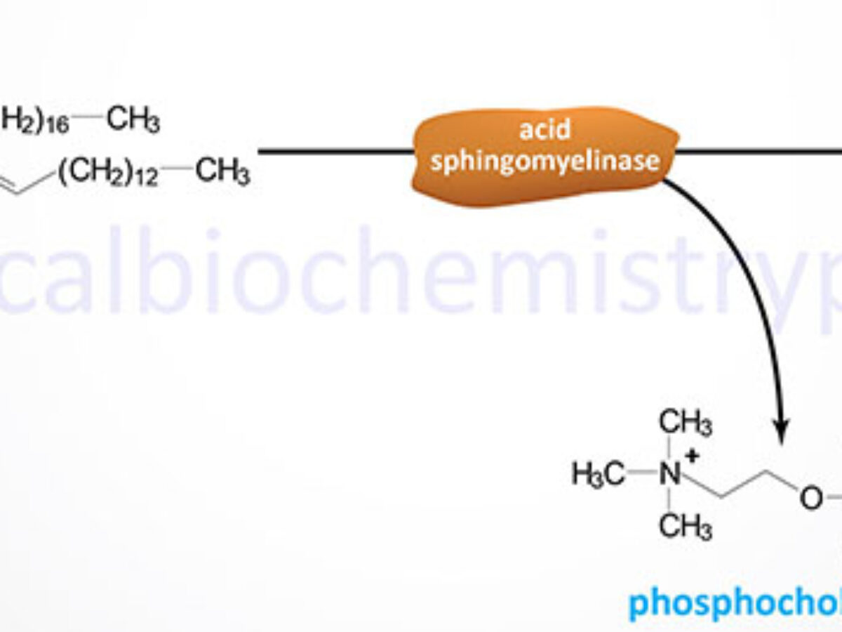 Niemann-Pick Diseases - The Medical Biochemistry Page