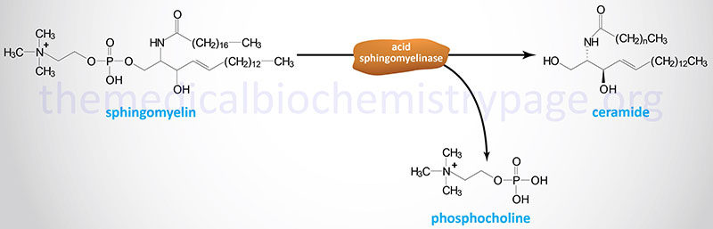 Reaction catalyzed by acid sphingomyelinase