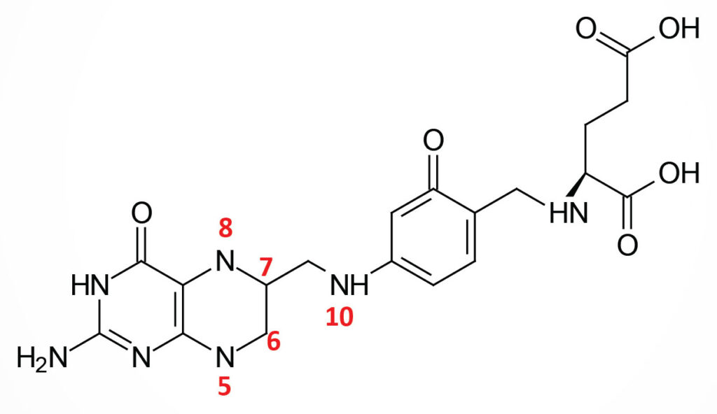 tetrahydrofolate monoglutamate structure