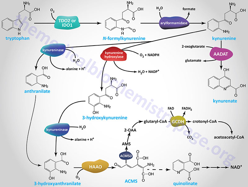 pathways of tryptophan catabolism