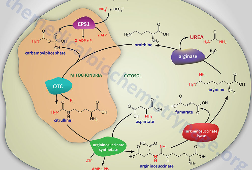 Nitrogen Metabolism and the Urea Cycle