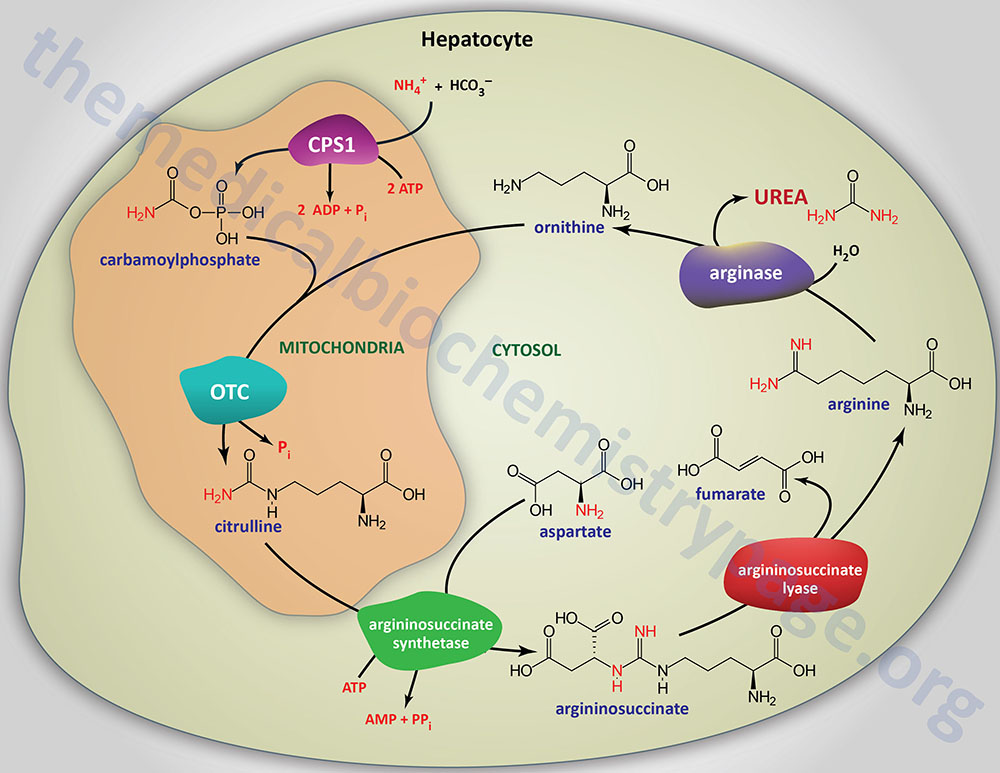 reactions catalyzed by the enzymes of the urea cycle