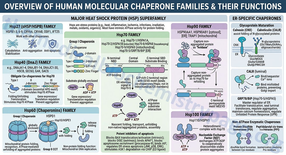 overview of the human heat shock protein families and their functions