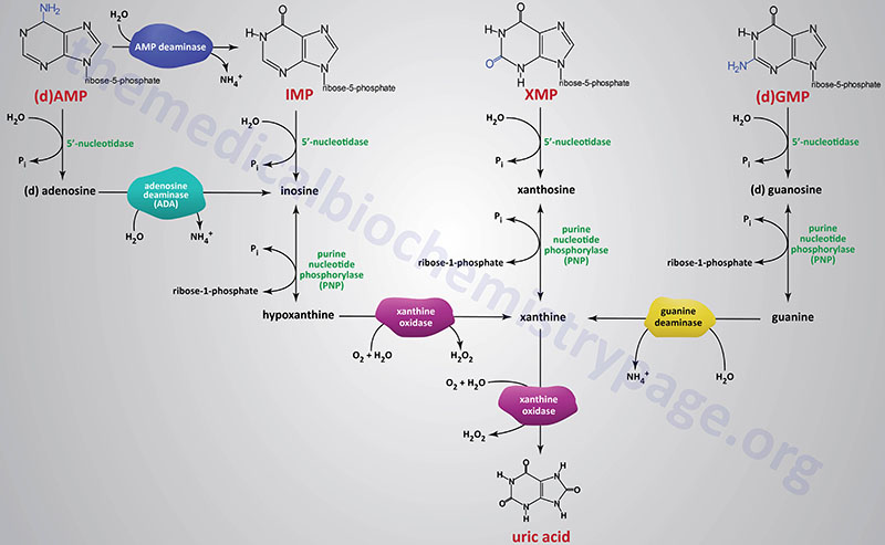 Pathways of purine nucleotide catabolism