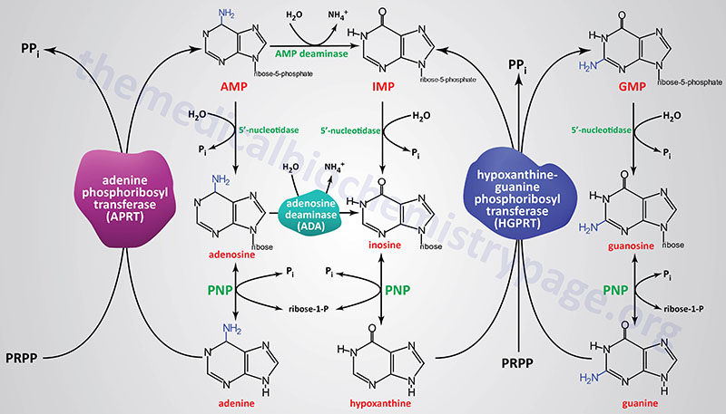 Pathways of purine nucleotide salvage