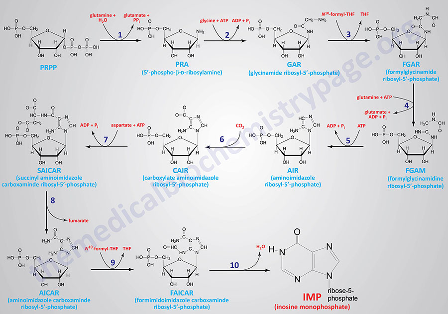 Pathway of purine nucleotide synthesis