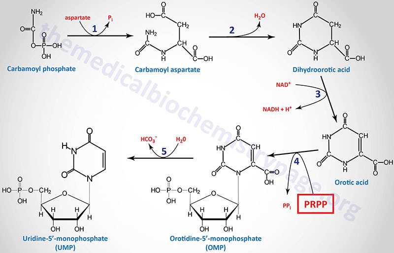 pyrimidine synthesis