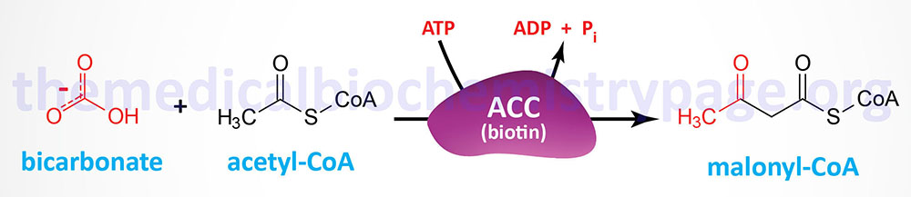 reaction catalyzed by acetyl-CoA carboxylase