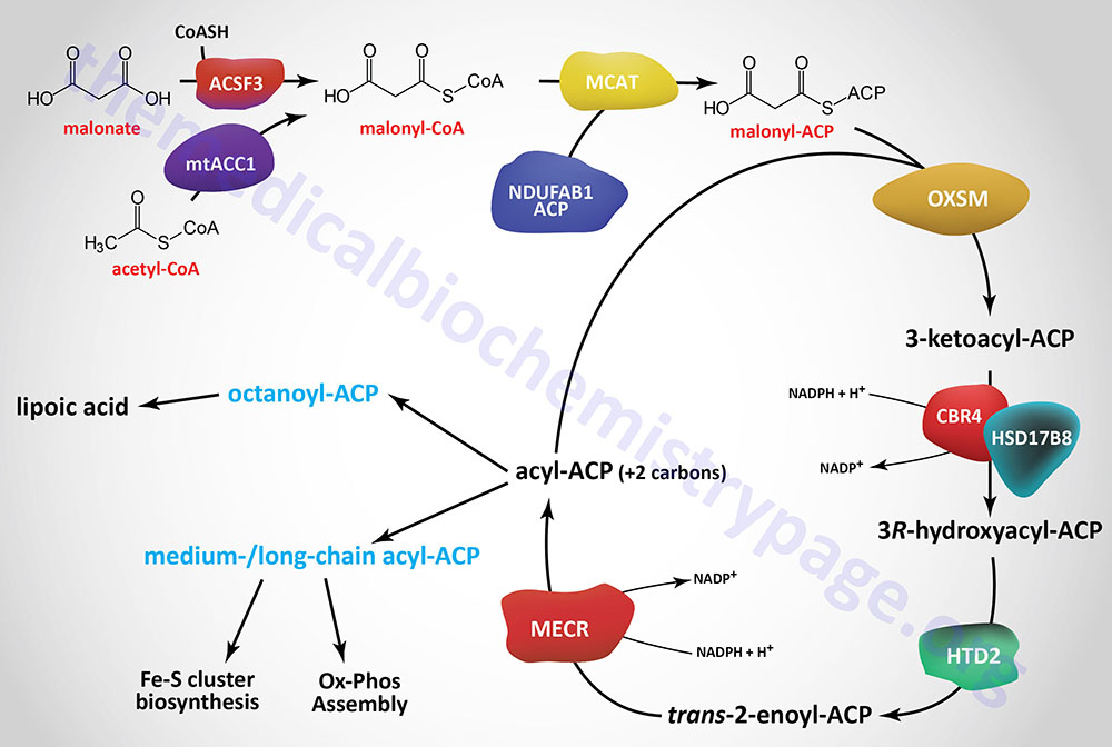 pathway of mitochondrial fatty acid synthesis