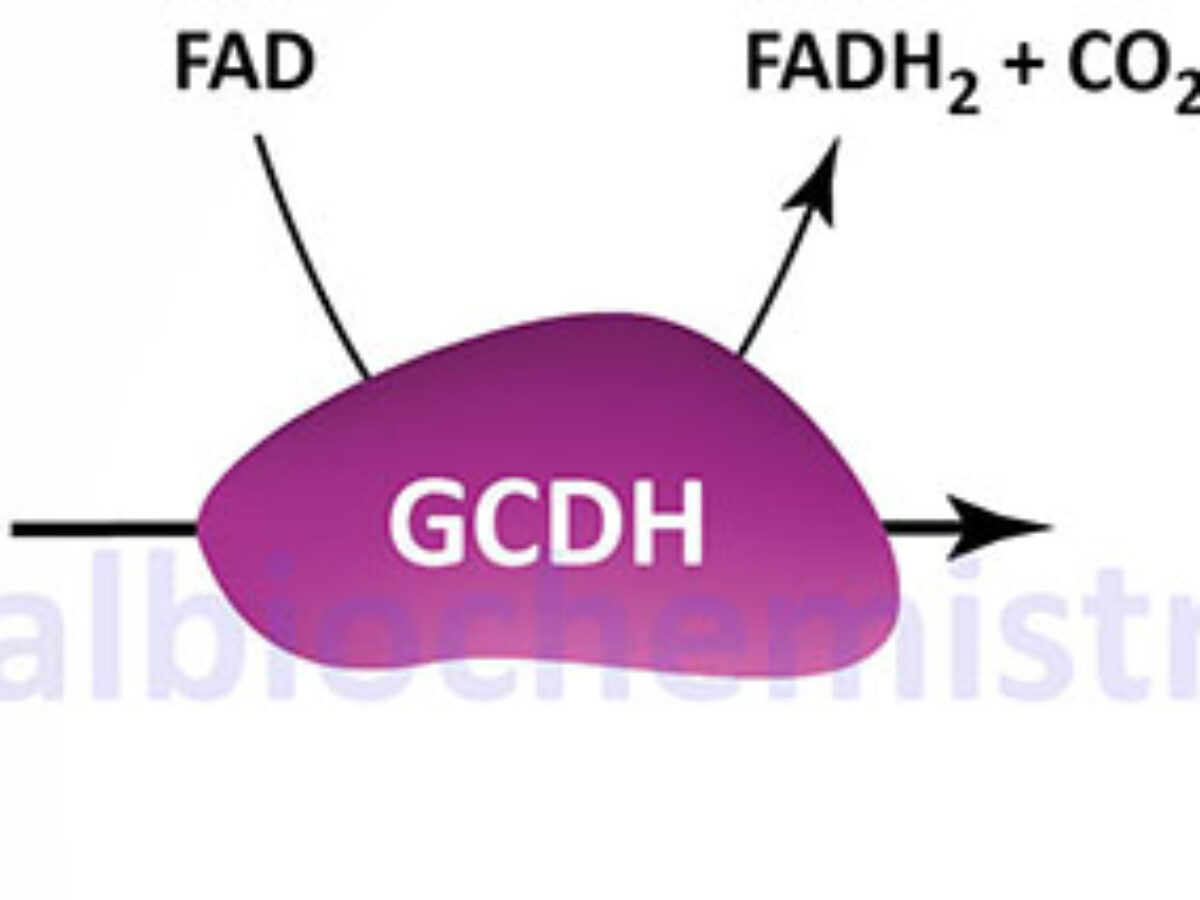 Glutaric Aciduria Type 2