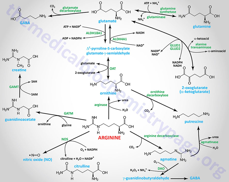 pathways of arginine metabolism