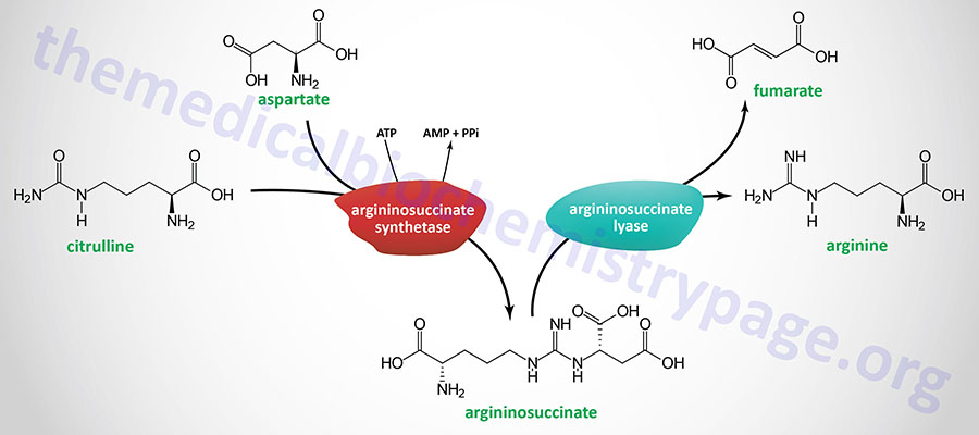 arginine synthesis reactions in the urea cycle reactions