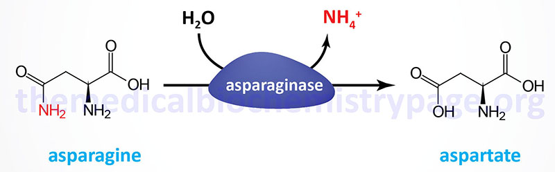 Reaction catalyzed by asparaginase