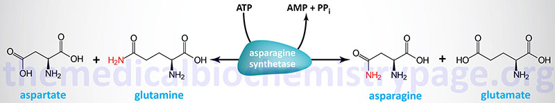 Reaction catalyzed by asparagine synthetase