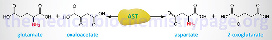 Reaction catalyzed by aspartate transaminase (AST)
