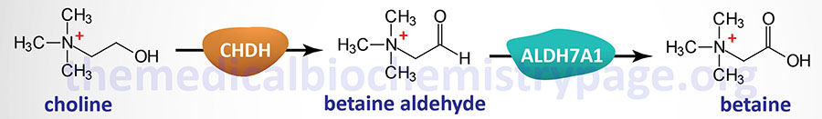 betaine synthesis from choline