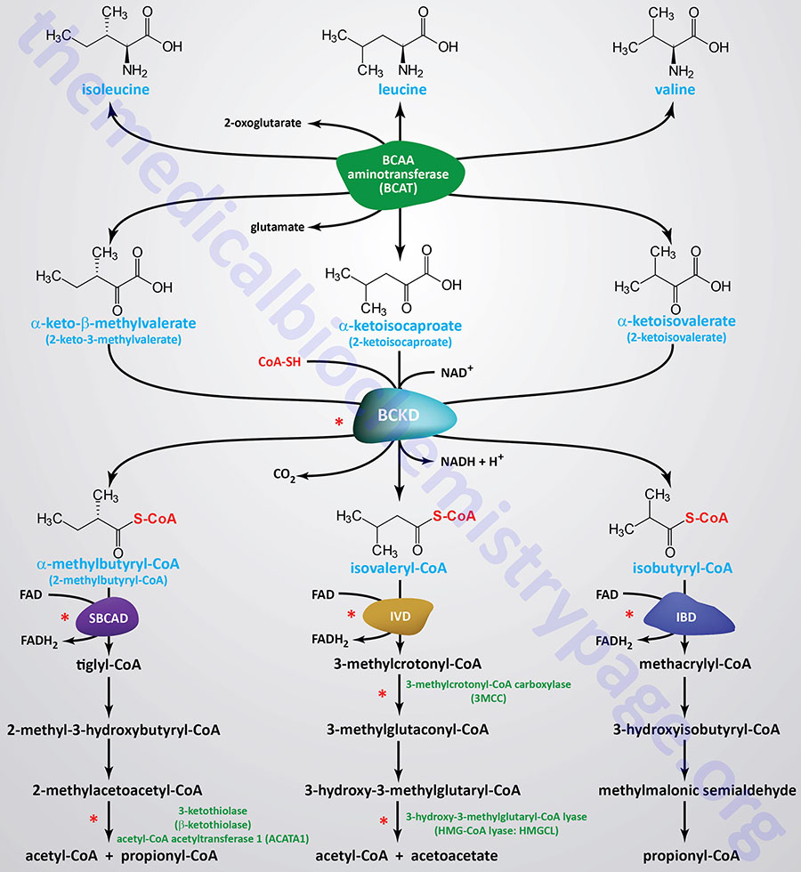 reactions of branched-chain amino acid catabolism