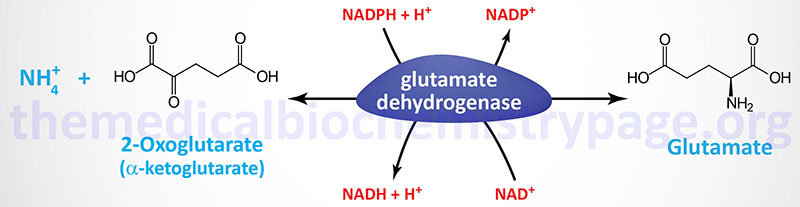 Reactions catalyzed by glutamate dehydrogenase
