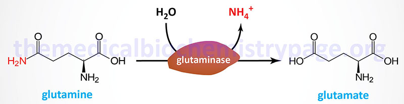Reaction catalyzed by glutaminase