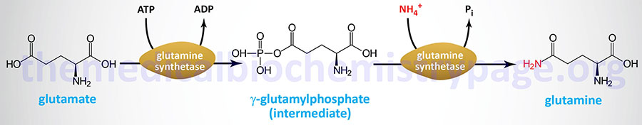 Reactions catalyzed by glutamine synthetase