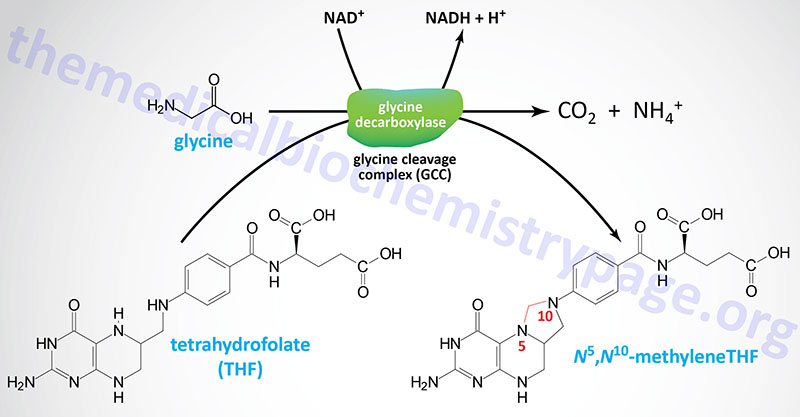 reaction catalyzed by glycine decarboxylase