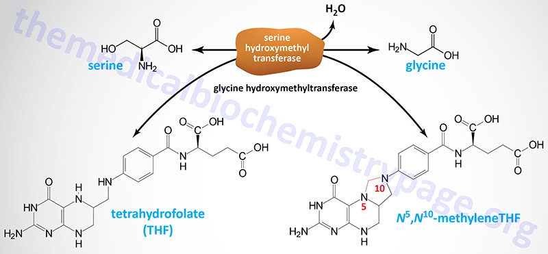 Synthesis of glycine catalyzed by serine hydroxymethyltransferase