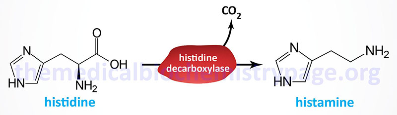 histamine synthesis