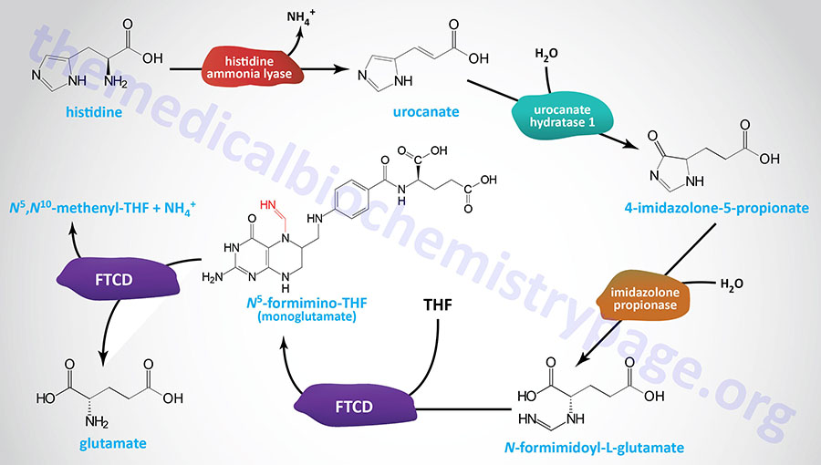 histidine catabolism and the formation of formiminotetrahydrofolate