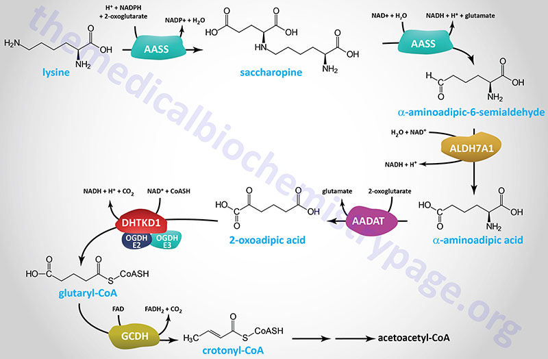 major pathway of lysine catabolism