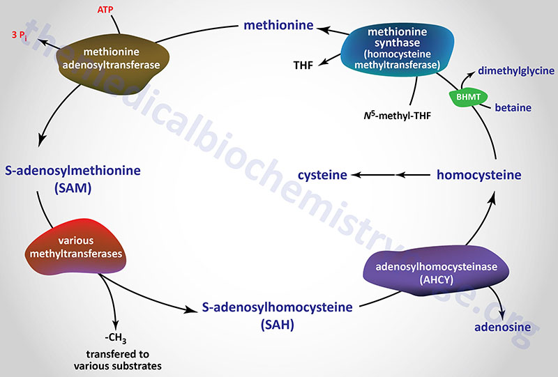 Amino Acid Biosynthesis and Catabolism