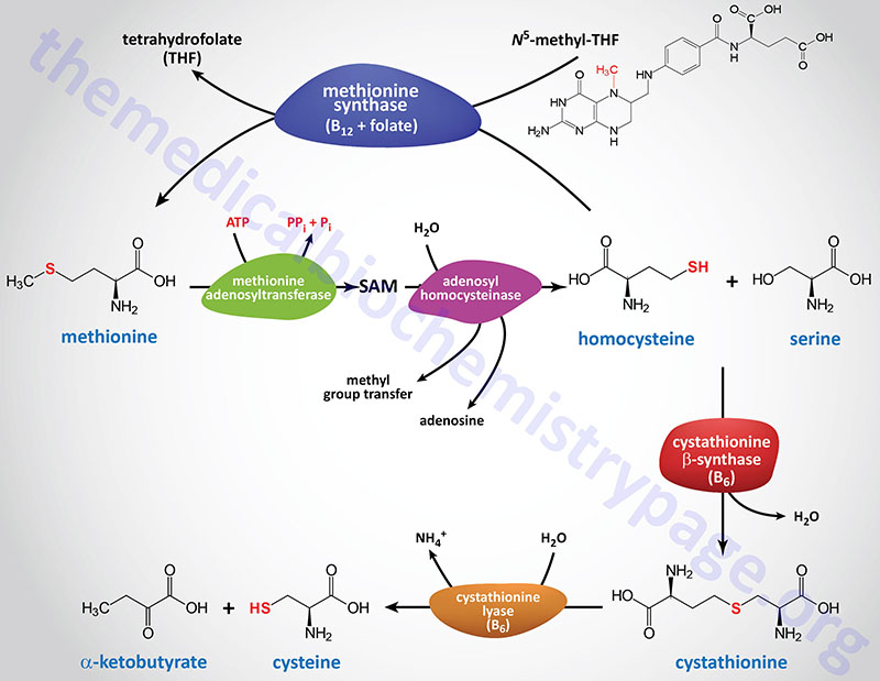 methionine synthase and cystathionine-beta-synthase (CBS) reactions