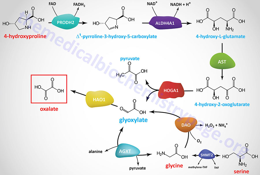 synthesis of oxalate from hydroxyproline and glycine and serine