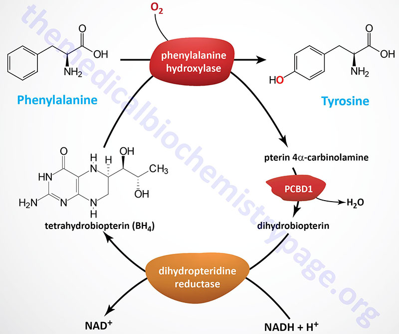 reaction catalyzed by phenylalanine hydroxylase
