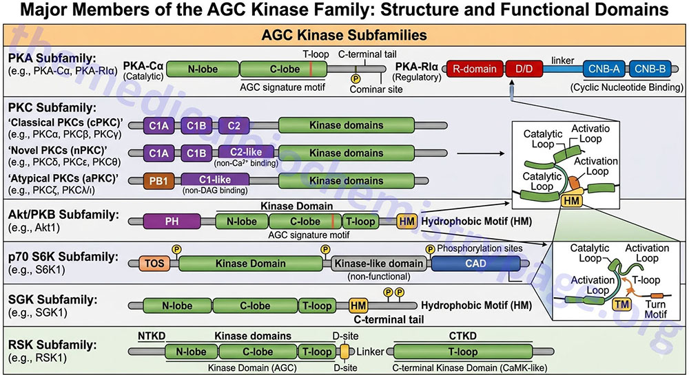 diagrammatic representation of major members of the AGC kinase family
