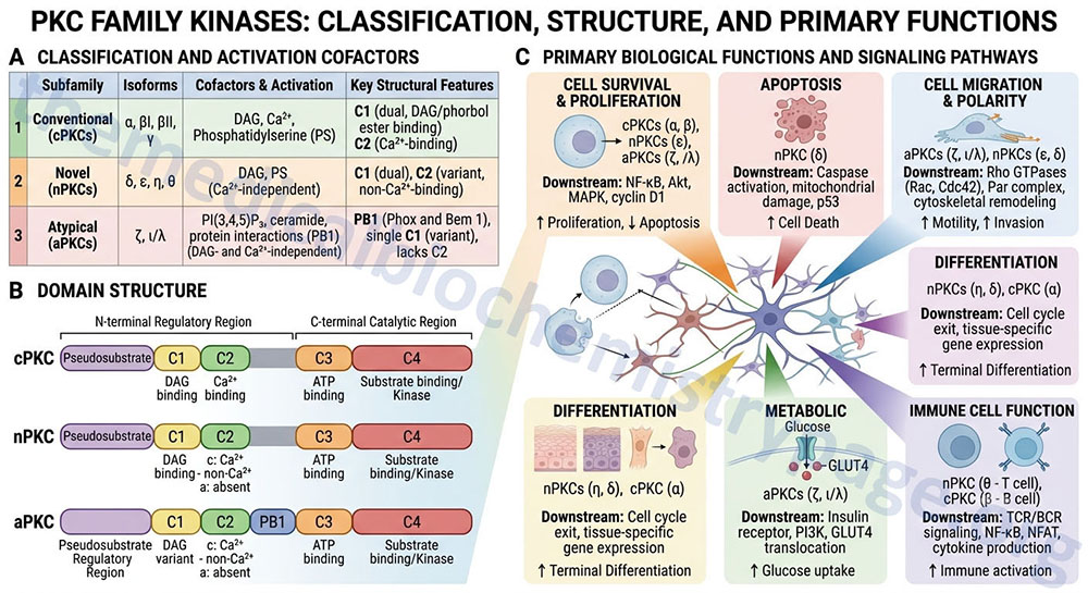 overview of the structure and functions of the PKC family kinases overview of the structure and functions of the PKC family kinases